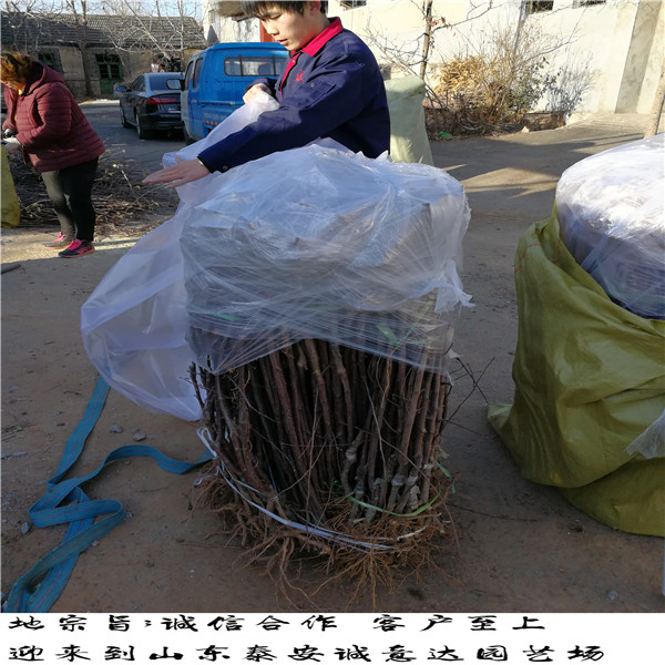 大量出售威海黃金蘋果苗、威海黃金蘋果苗種苗