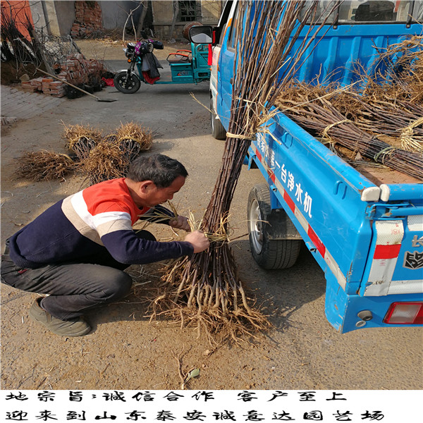 什么地方零售維納斯黃金蘋果苗、維納斯黃金蘋果苗現(xiàn)場起苗