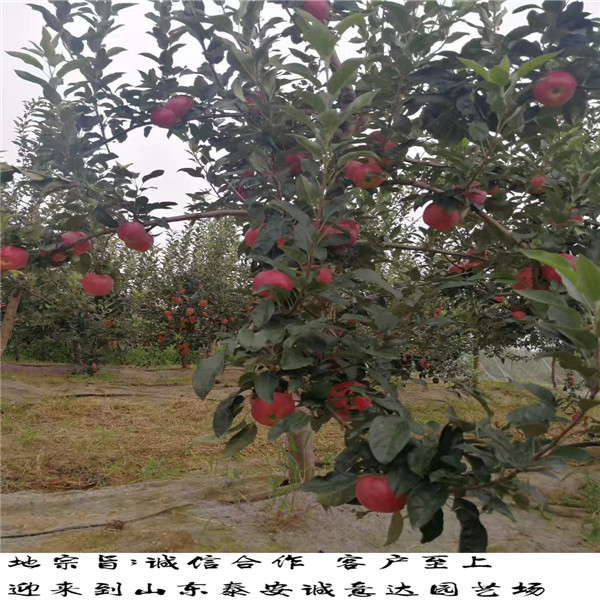 哪里有種植錦繡海棠樹(shù)苗、錦繡海棠樹(shù)苗成品苗