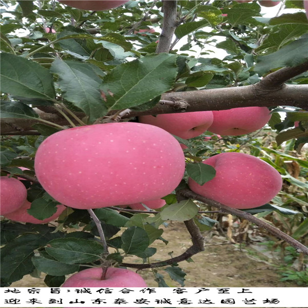 云南玉溪矮化魯麗蘋果樹苗2018年價格_近基地