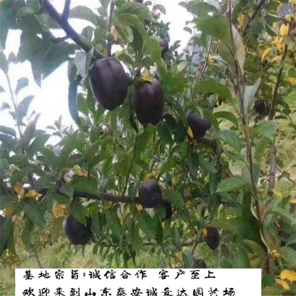 大量批發(fā)神富一號蘋果苗、神富一號蘋果苗誠信經營