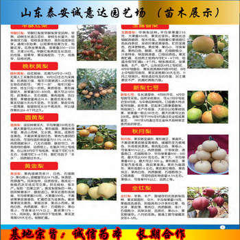 甘肅武威魯麗蘋果樹苗價(jià)錢多少_成熟時(shí)間