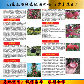 華碩蘋果苗、華碩蘋果苗報價多少