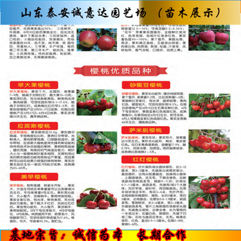 銷(xiāo)售雞心果苗、雞心果苗好管理的品種