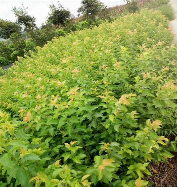 5公分蜂糖李樹苗施肥與管理