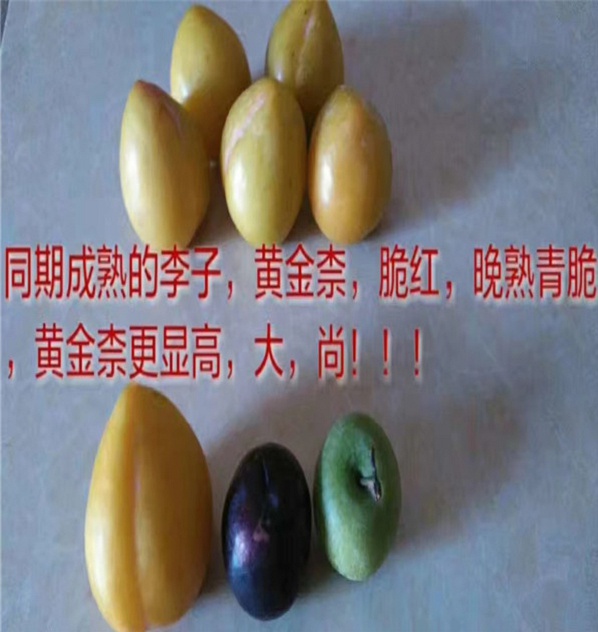 新疆喀什布朗李子苗哪里賣的