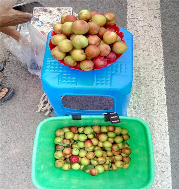 4公分蜂糖李樹苗苗圃