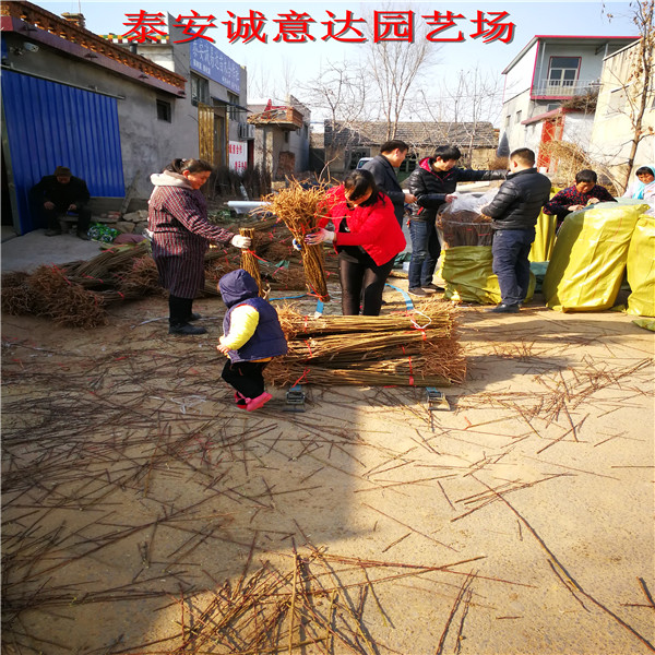 四年日本秋姬李子苗苗圃