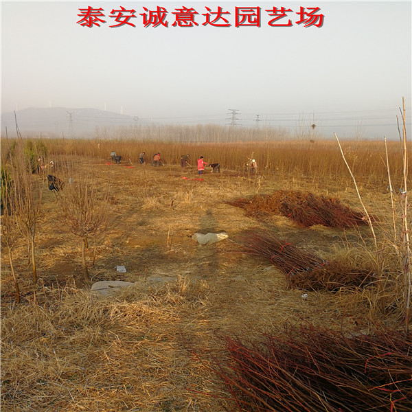 4公分蜂糖李樹苗苗圃