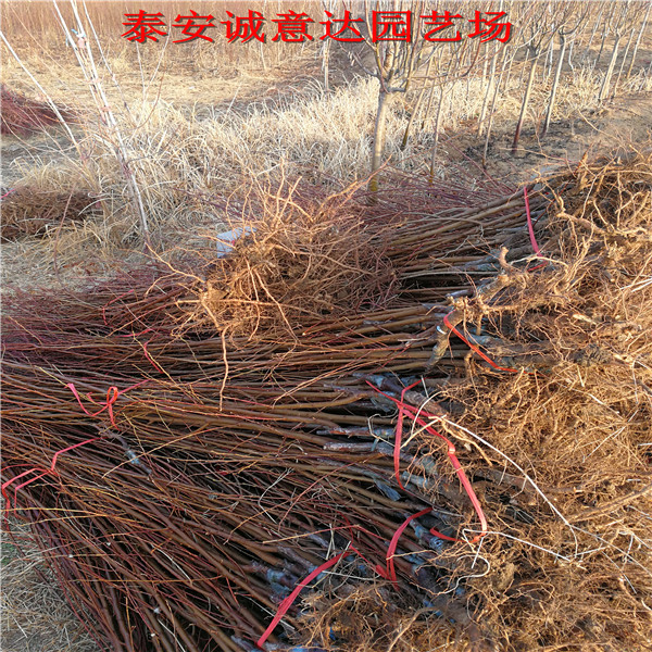 2公分青脆李樹苗苗誰知道哪里有賣