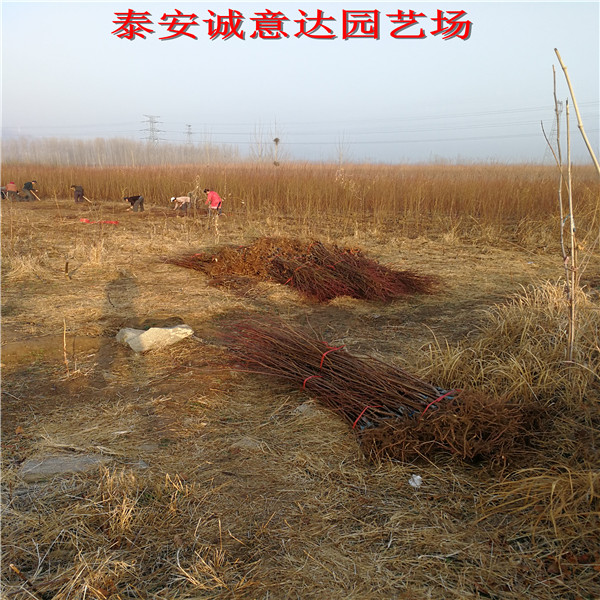 3年生脆紅李子苗育苗基地