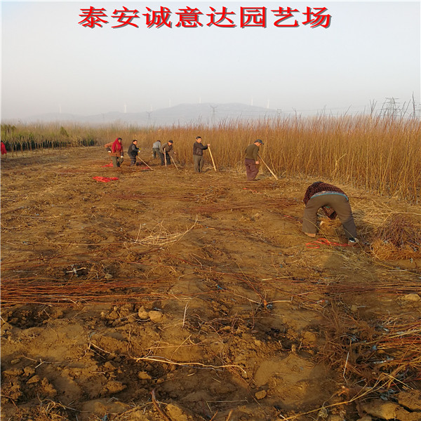 3年生脆紅李子苗育苗基地