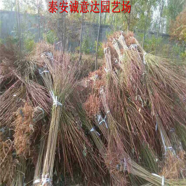 湖北十堰布朗李子苗哪里銷售