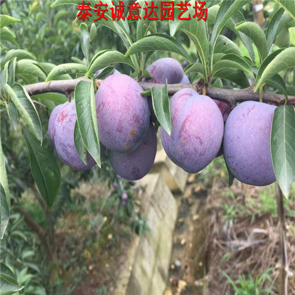 地徑3公分風味皇后杏李樹苗育苗苗圃
