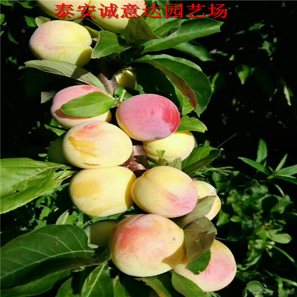 4公分蜂糖李樹苗苗圃