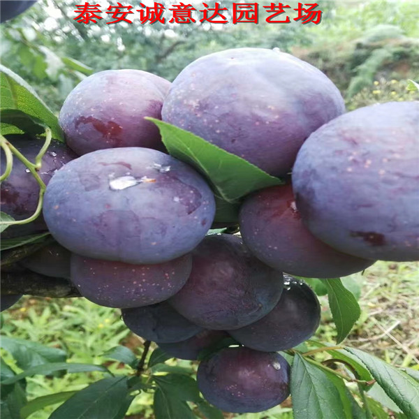 3年生脆紅李子苗育苗基地