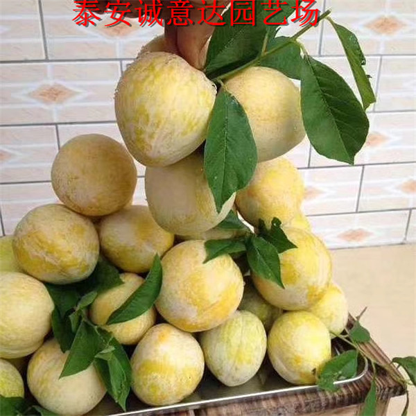 湖北十堰布朗李子苗哪里銷售
