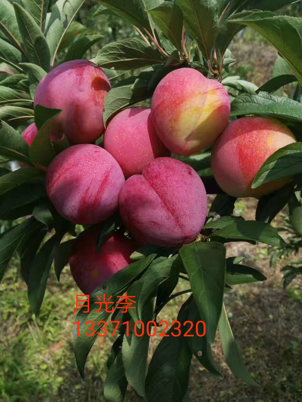 6公分美國蛇李苗管理高產(chǎn)技術(shù)