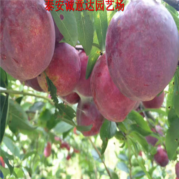 地徑3公分風味皇后杏李樹苗育苗苗圃