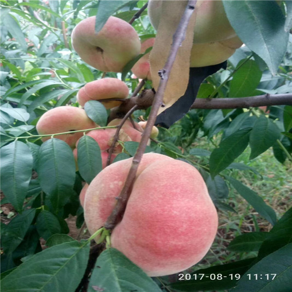 世紀(jì)之星油桃2號樹苗多少錢一棵、世紀(jì)之星油桃2號樹苗什么地方零售
