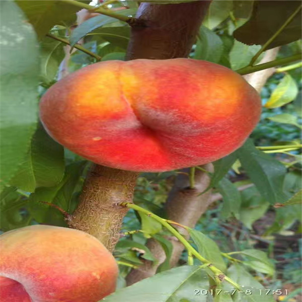 雙8黃金峰4號(hào)苗價(jià)格