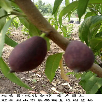 80高國慶桃王樹苗批發(fā)基地