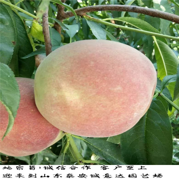 4公分世紀之星油桃3號樹苗報價
