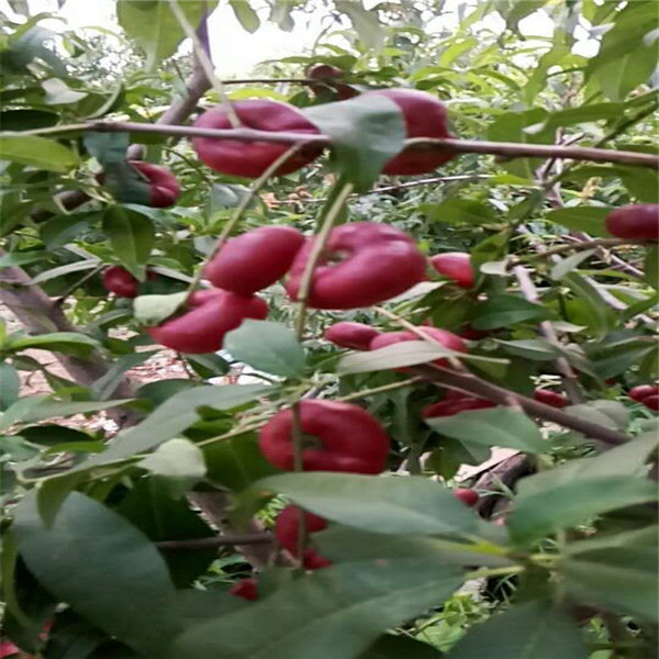 80高國慶桃王樹苗批發(fā)基地