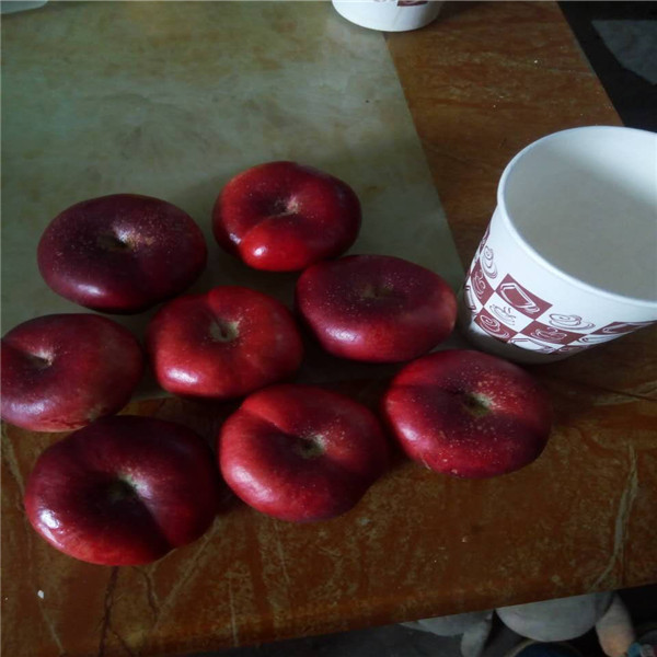 國(guó)慶桃王樹苗批發(fā)基地、國(guó)慶桃王樹苗哪里有便宜
