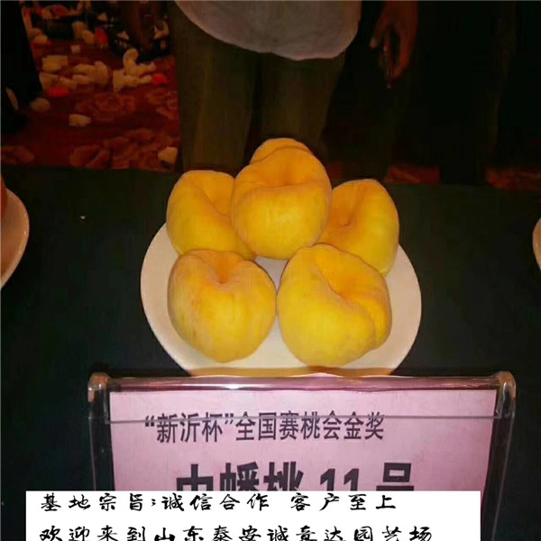 5公分黃金峰4號苗供應