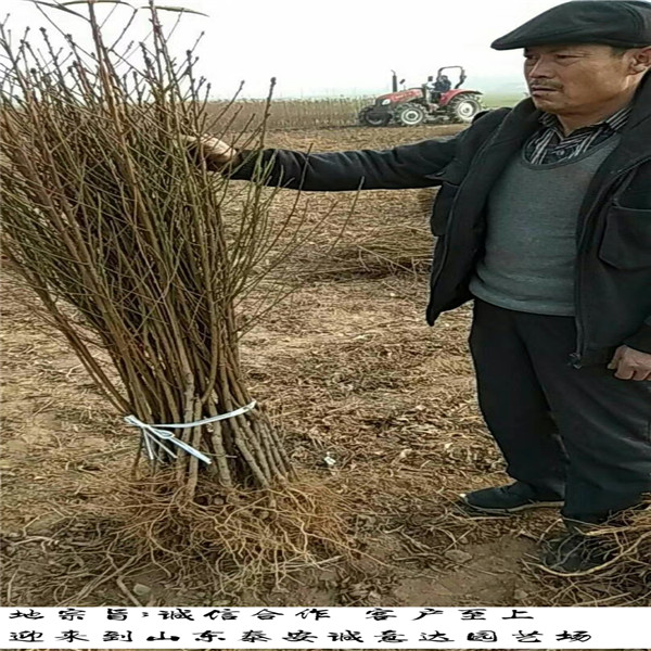 國(guó)慶桃王樹(shù)苗多少錢一棵、國(guó)慶桃王樹(shù)苗大量批發(fā)