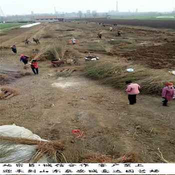 國慶桃王樹苗批發(fā)基地、國慶桃王樹苗哪里有便宜