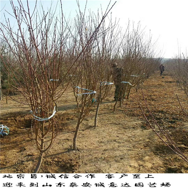 雙8黃金峰4號(hào)苗價(jià)格