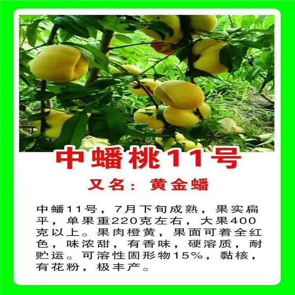世紀(jì)之星油桃2號(hào)樹苗出售、世紀(jì)之星油桃2號(hào)樹苗哪里賣