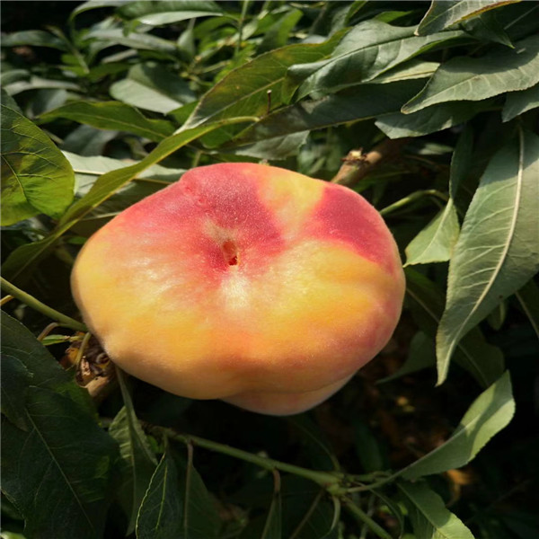 4年生世紀(jì)之星油桃2號樹苗批發(fā)