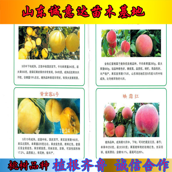 國(guó)慶桃王樹苗基地、國(guó)慶桃王樹苗哪里有的