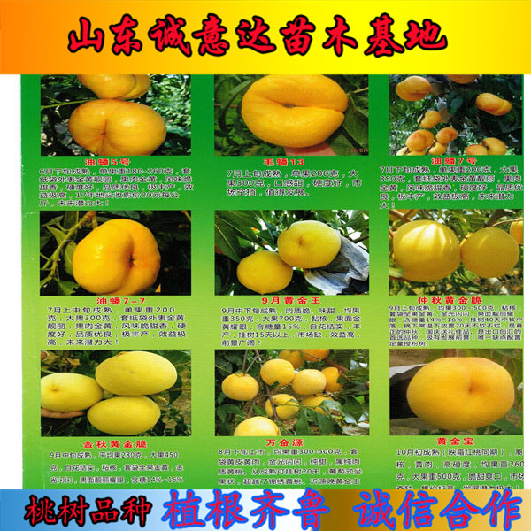 世紀(jì)之星油桃3號(hào)樹苗批發(fā)基地、世紀(jì)之星油桃3號(hào)樹苗哪里銷售