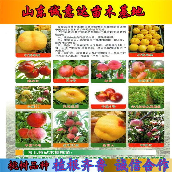 世紀(jì)之星油桃2號(hào)樹苗出售、世紀(jì)之星油桃2號(hào)樹苗哪里賣