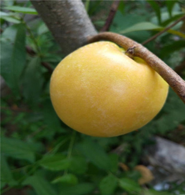 4公分世紀之星油桃3號樹苗報價