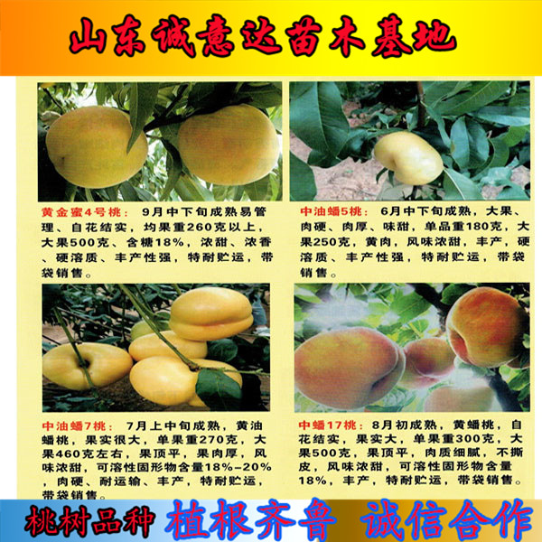 5公分黃金峰4號苗供應