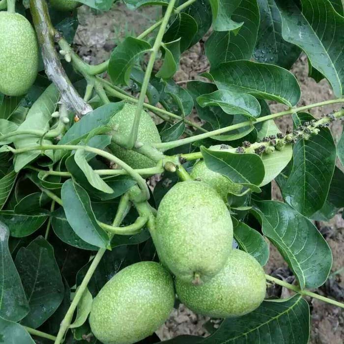 5公分黑蘋果樹苗供應(yīng)，哪里培育黑蘋果樹苗