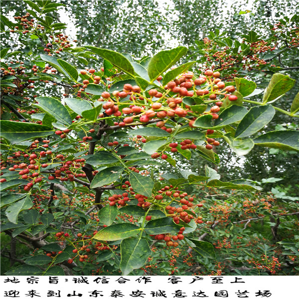 五年煙富0號(hào)蘋(píng)果苗銷(xiāo)售，的煙富0號(hào)蘋(píng)果苗