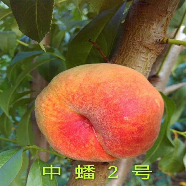 5年生紫陶芬無(wú)花果苗銷售，的紫陶芬無(wú)花果苗