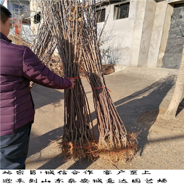 5年生紫陶芬無(wú)花果苗銷售，的紫陶芬無(wú)花果苗