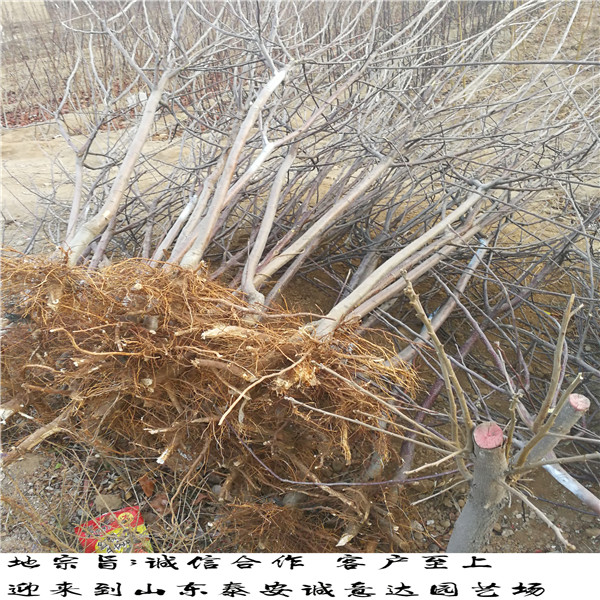 2公分早酥紅梨樹苗供應(yīng)，哪里有便宜早酥紅梨樹苗