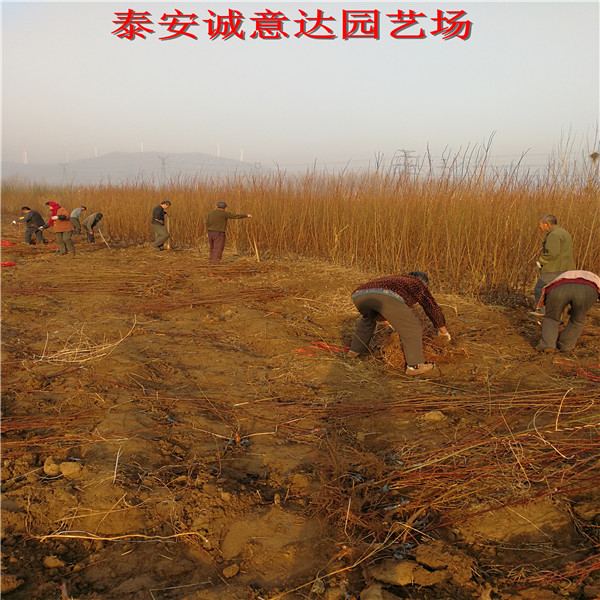 3公分大秋甜柿子樹苗報價，購買哪里有大秋甜柿子樹苗