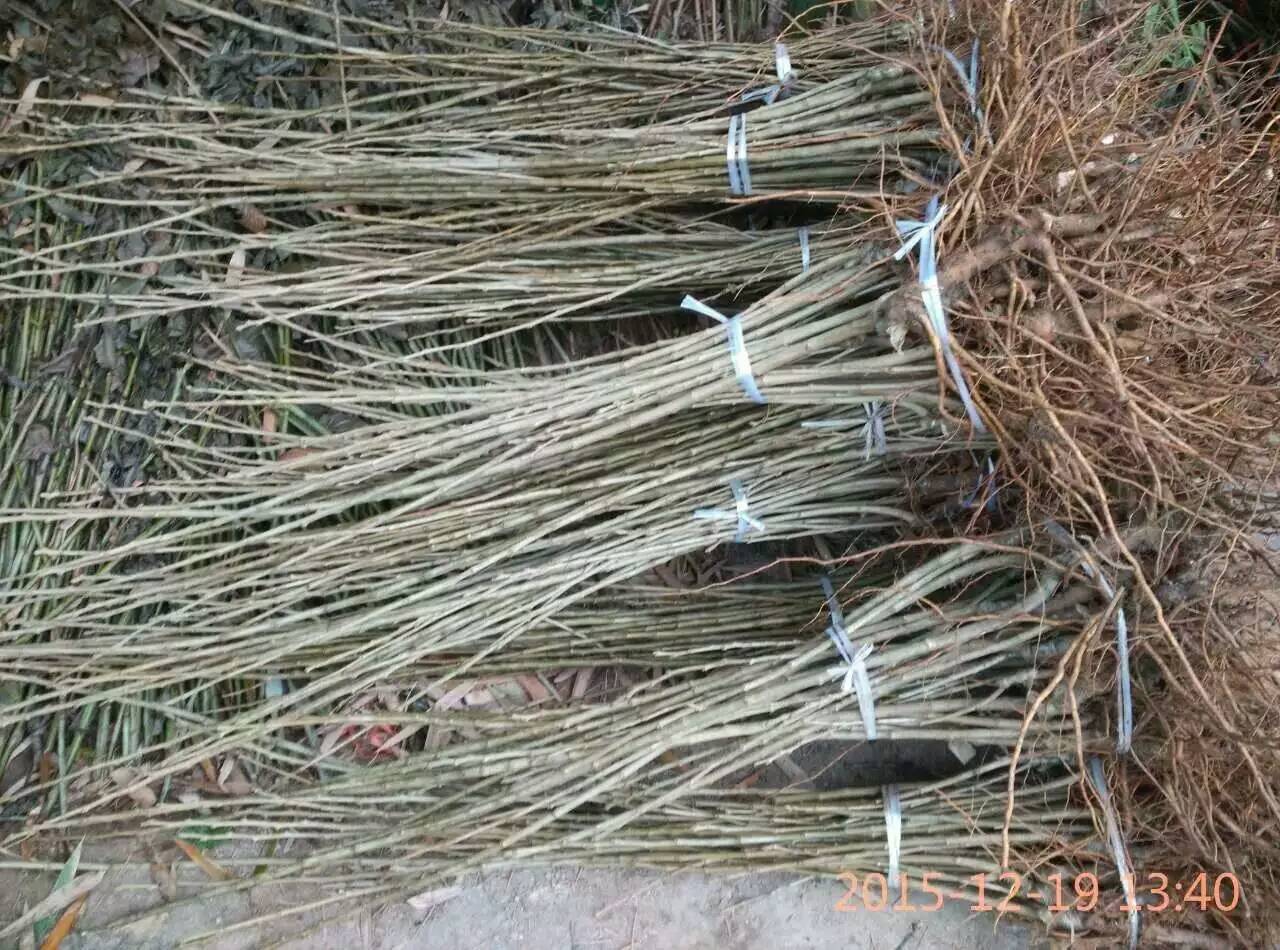 去年味王杏李樹苗批發(fā)，哪里銷售味王杏李樹苗