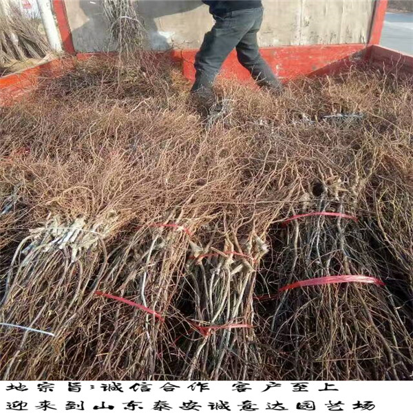 2公分早酥紅梨樹苗供應(yīng)，哪里有便宜早酥紅梨樹苗