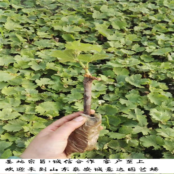 1公分煙富0號蘋果苗銷售，哪里出售煙富0號蘋果苗