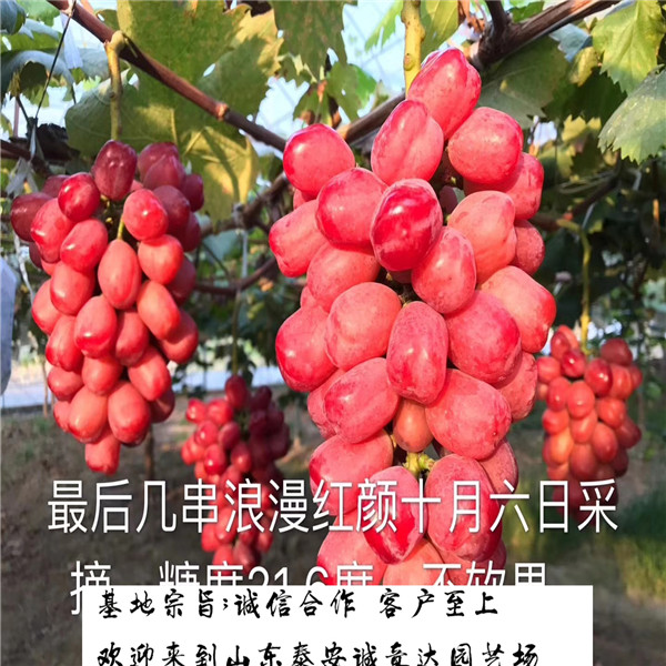 一年恐龍蛋李子苗批發(fā)，哪里批發(fā)恐龍蛋李子苗